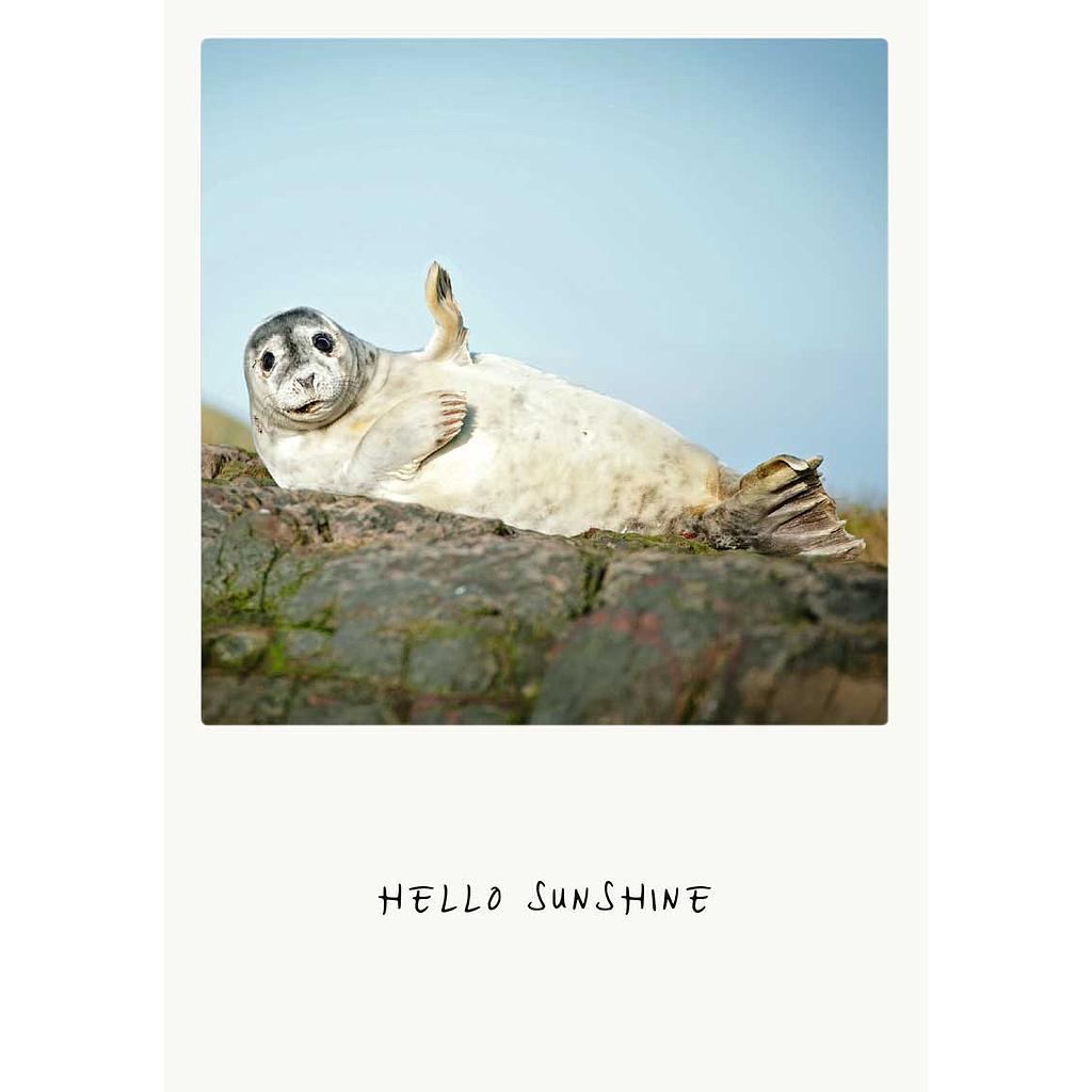 hello sunshine